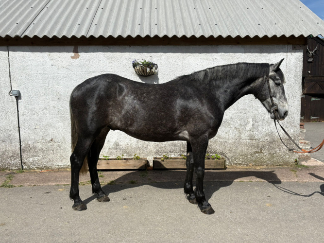 4 yr old Connemara