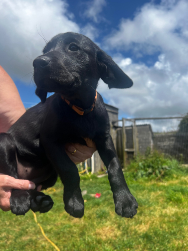 Working Labrador Bitches