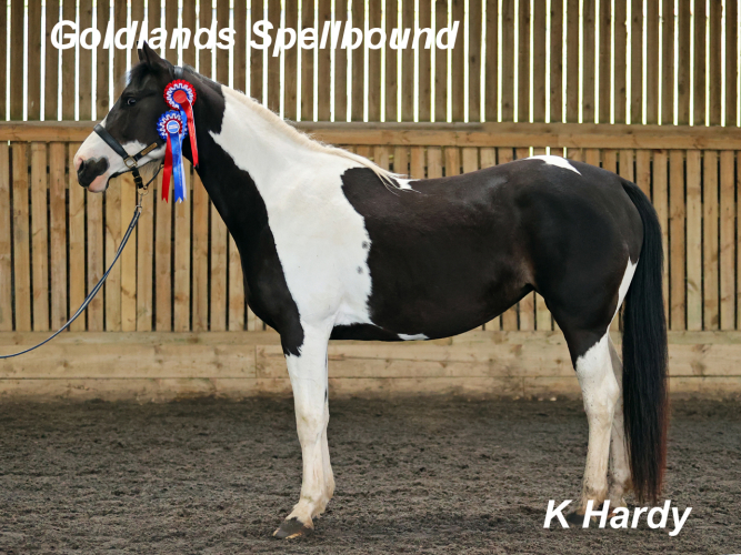 A Quality Young Mare   - Goldlands Spellbound AKA Spirit