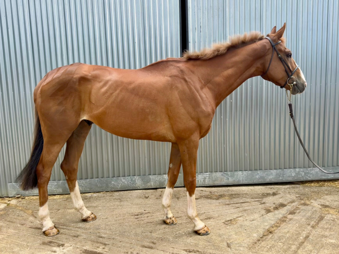 A Genuine Gentle Giant