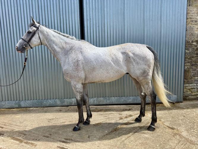 Super fun bonny type