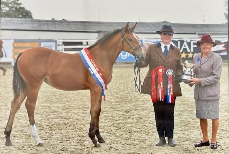 Top class 3 year old lightweight hunter