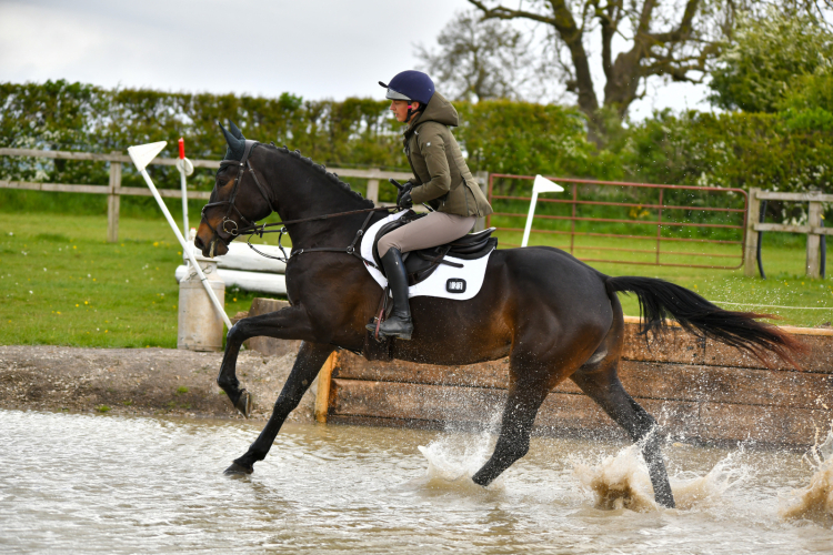 SUPER SMART YOUNG HORSE
